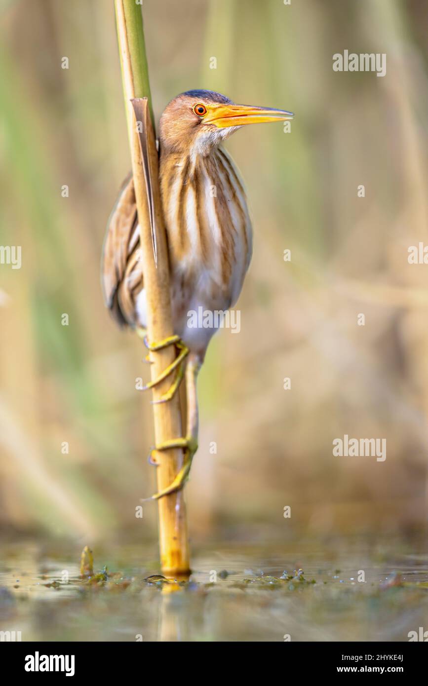 Piccola bittera (Ixobrychus minutus) arroccata in canna sopra l'acqua di un lago durante la pesca. Bulgaria. La fauna selvatica scena della natura in Europa. Foto Stock