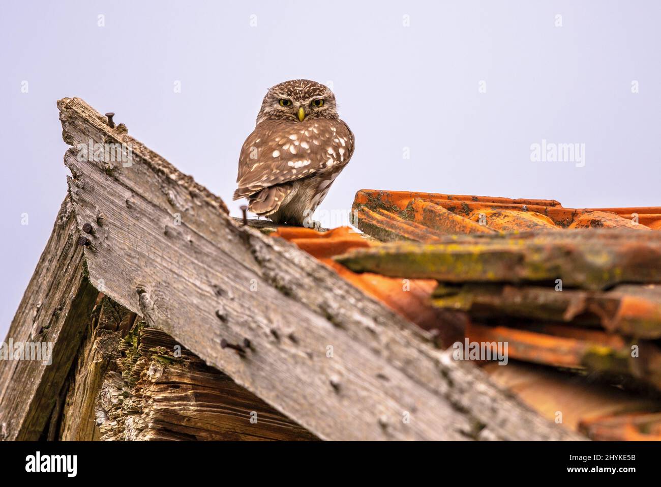 Little Owl (Athene notturna) uccello notturno appollaiato sul tetto di vecchio fienile con sfondo luminoso e guardando la macchina fotografica. Fauna selvatica Scen della natura in Europa. Foto Stock