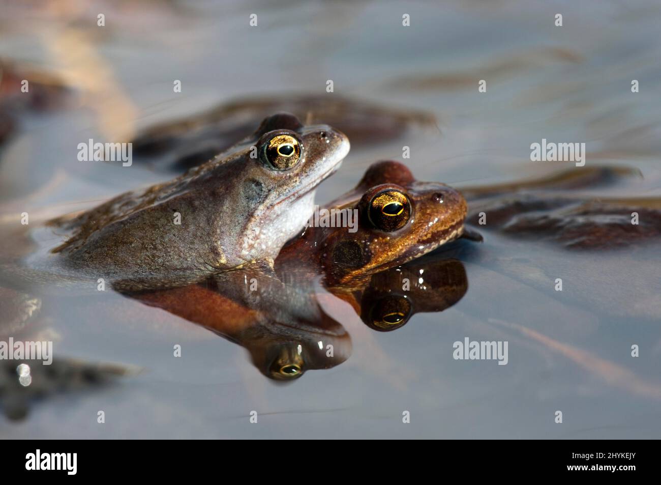 Rana comune (Rana temporaria), coppia durante la stagione della riproduzione, stagno, Canton Baselland, Svizzera Foto Stock