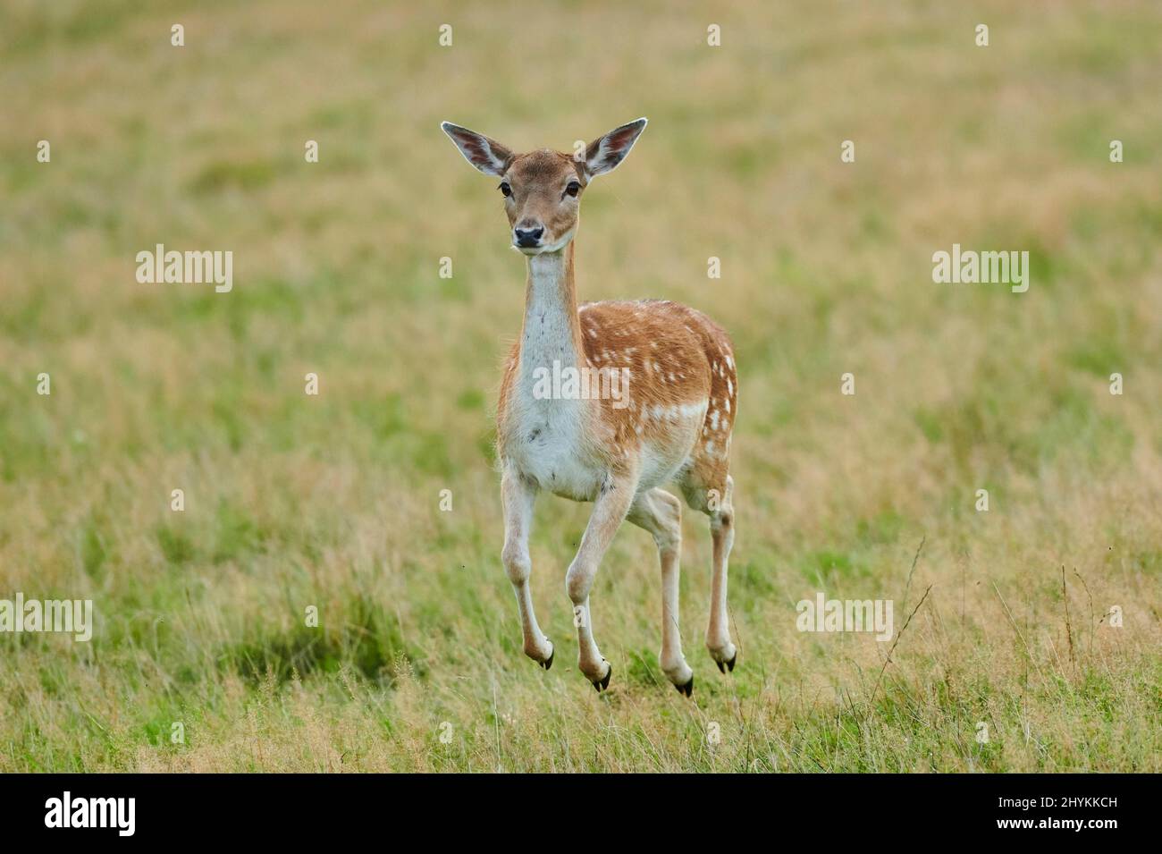 Daini europei (dama dama) che saltano su un medow, Foresta Bavarese, Baviera, Germania Foto Stock