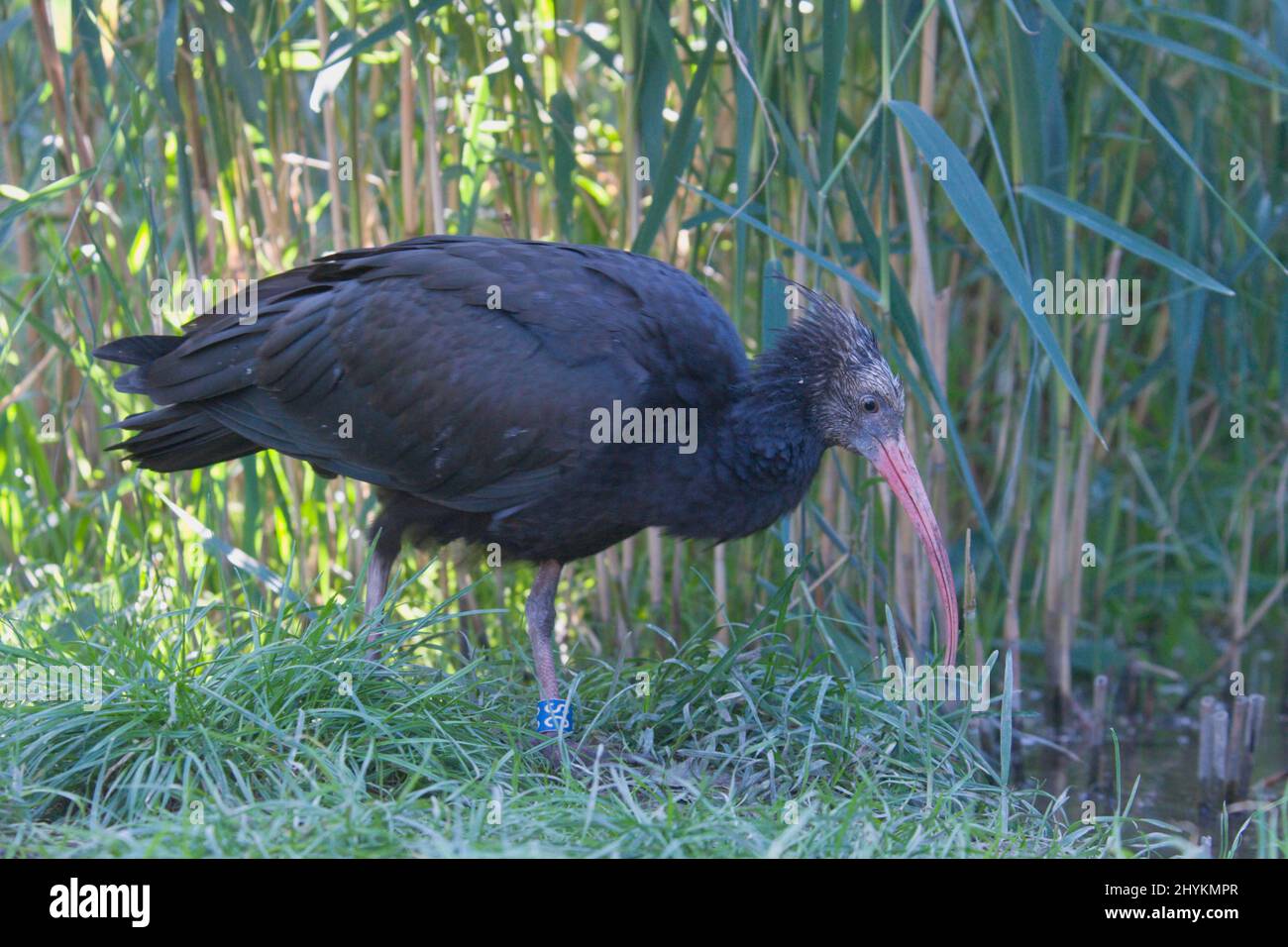 Northern Bald ibis (Geronticus eremita), Zoo di Schoenbrunn, Austria Foto Stock