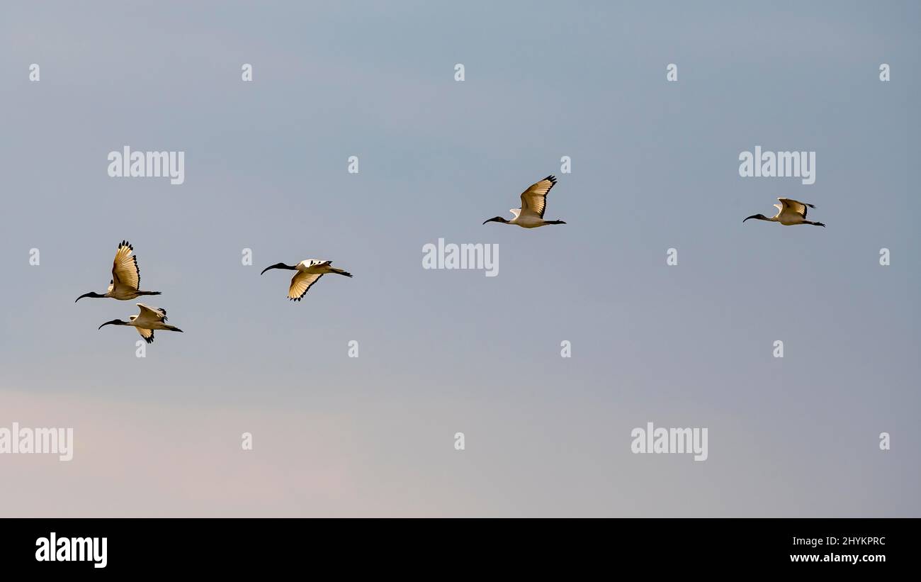 Ibis sacro africano (Threskiornis aethiopicus), volo di formazione, Moremi Game Reserve East, Delta Okavango, Botswana Foto Stock
