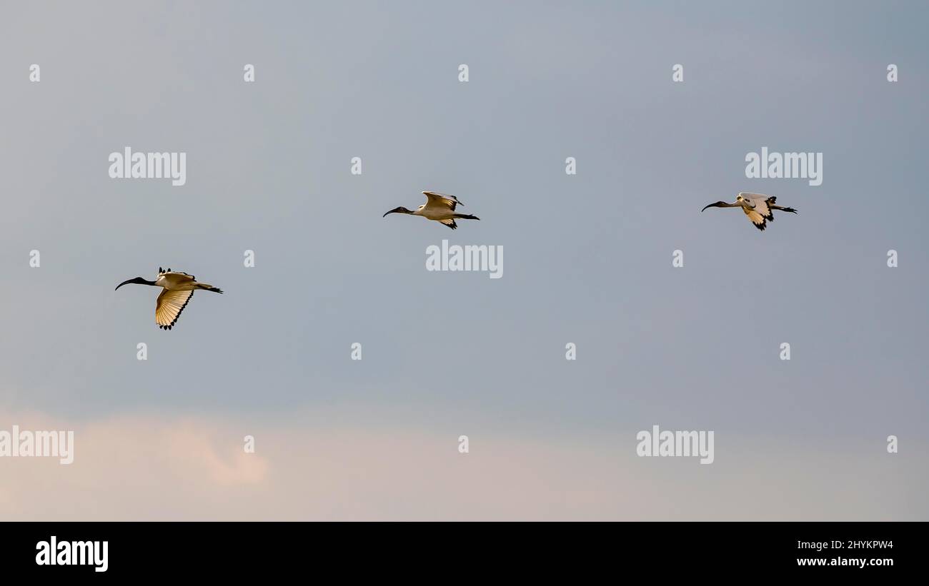 Ibis sacro africano (Threskiornis aethiopicus), volo di formazione, Moremi Game Reserve East, Delta Okavango, Botswana Foto Stock