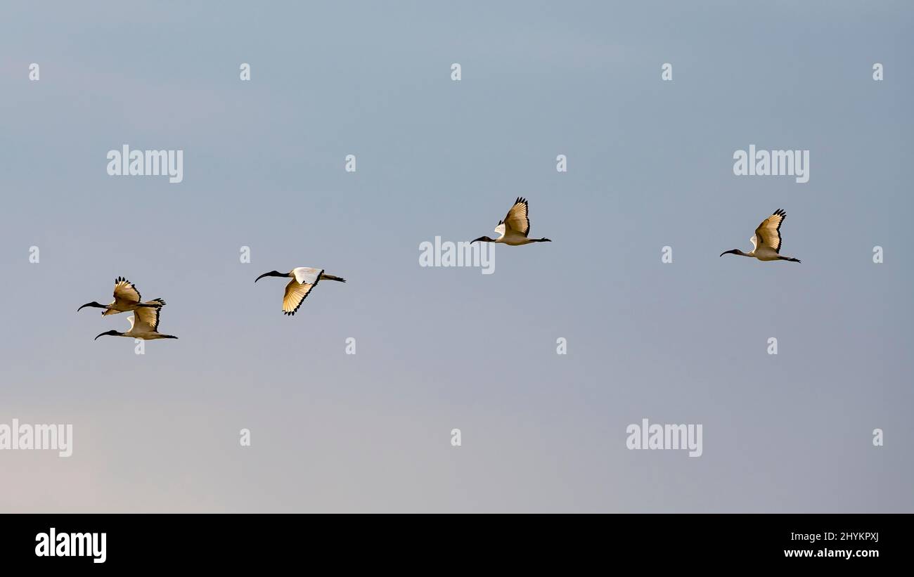 Ibis sacro africano (Threskiornis aethiopicus), volo di formazione, Moremi Game Reserve East, Delta Okavango, Botswana Foto Stock