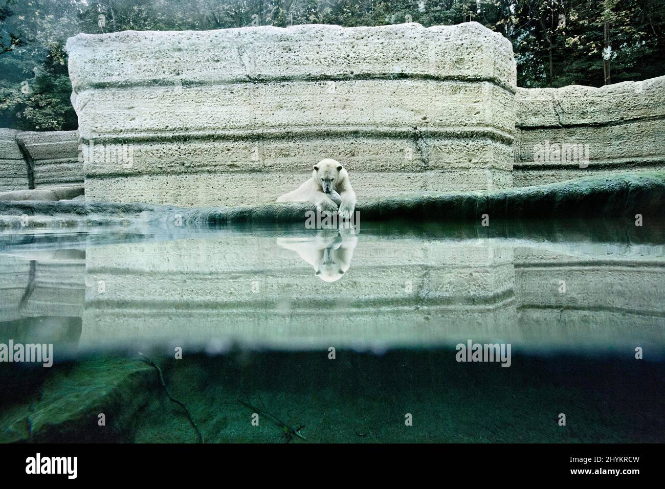 Hellabrunn Zoo, orso polare che giace sul bordo della piscina, umore depresso, Monaco, Germania Foto Stock