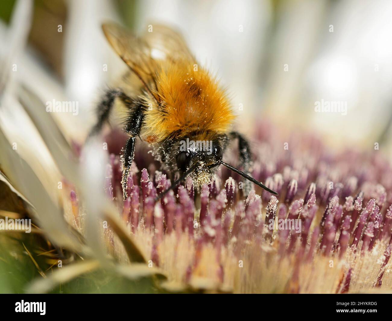 Bombus pascuorum (Bombus pascuorum) foraging per il polline in un cardo d'argento, Vallese, Svizzera Foto Stock