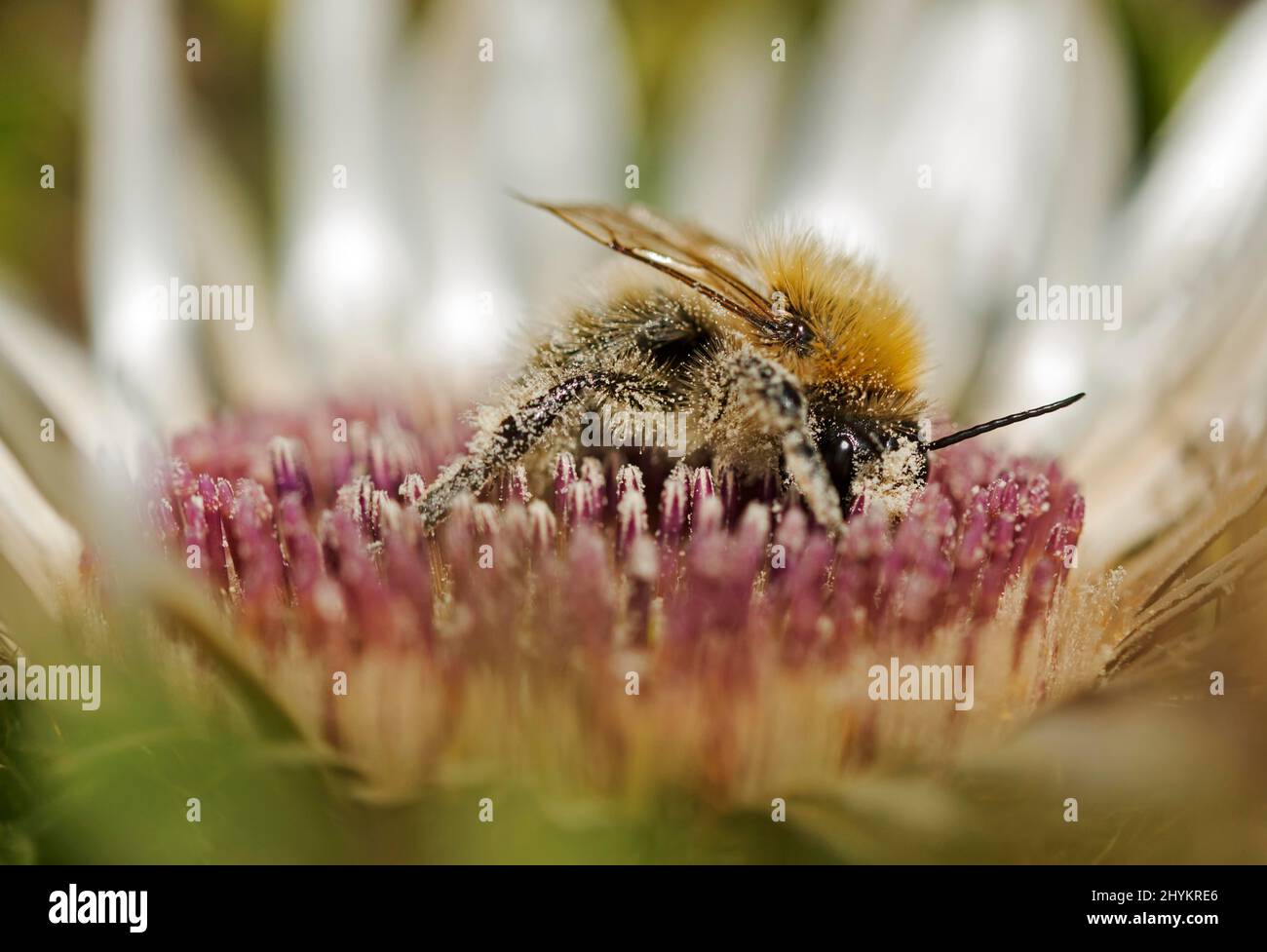 Bombus pascuorum (Bombus pascuorum) foraging per il polline su un cardo d'argento, Vallese, Svizzera Foto Stock