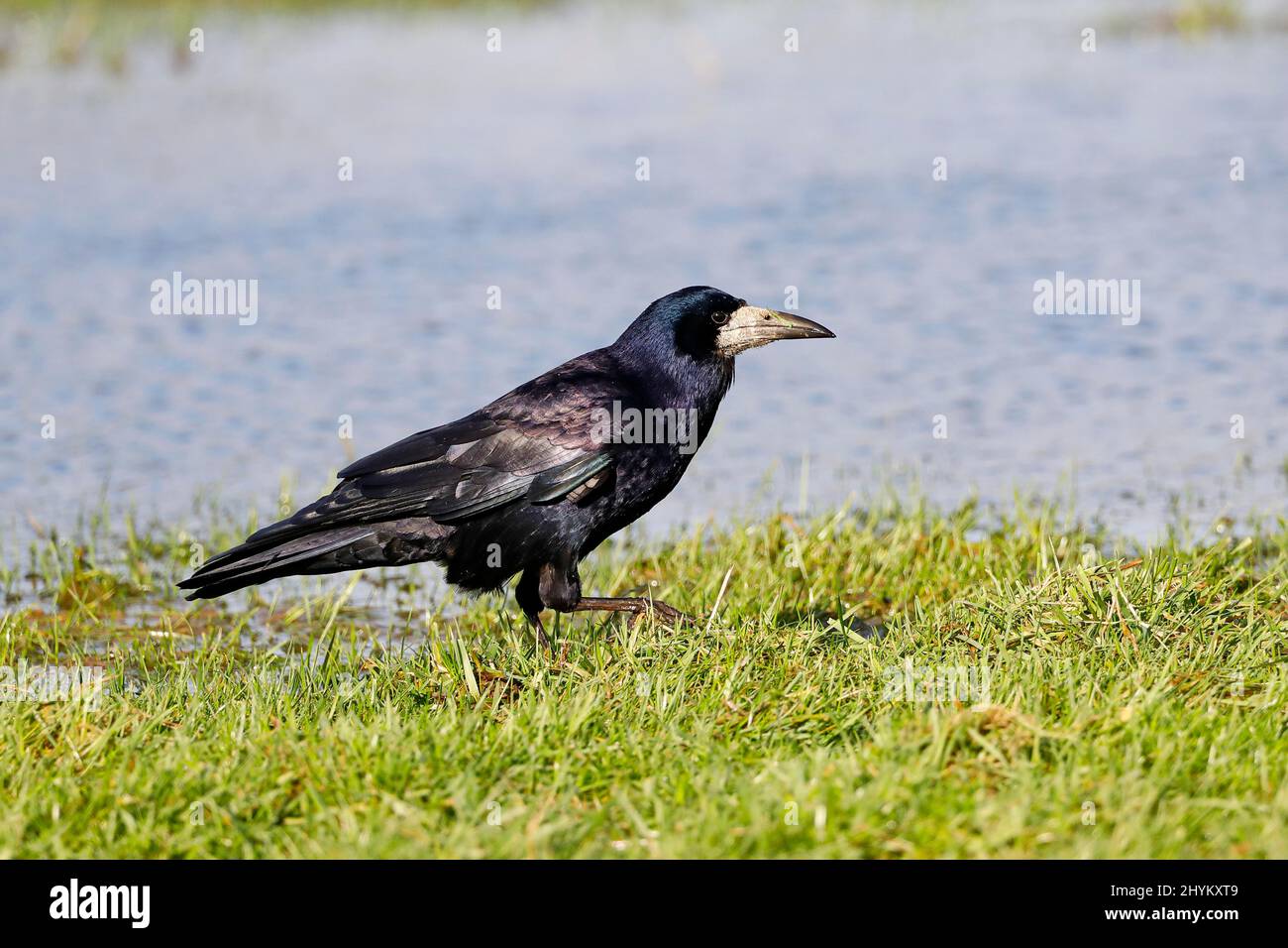 Rook (Corvus frugilegus), Schleswig-Holstein, Germania Foto Stock