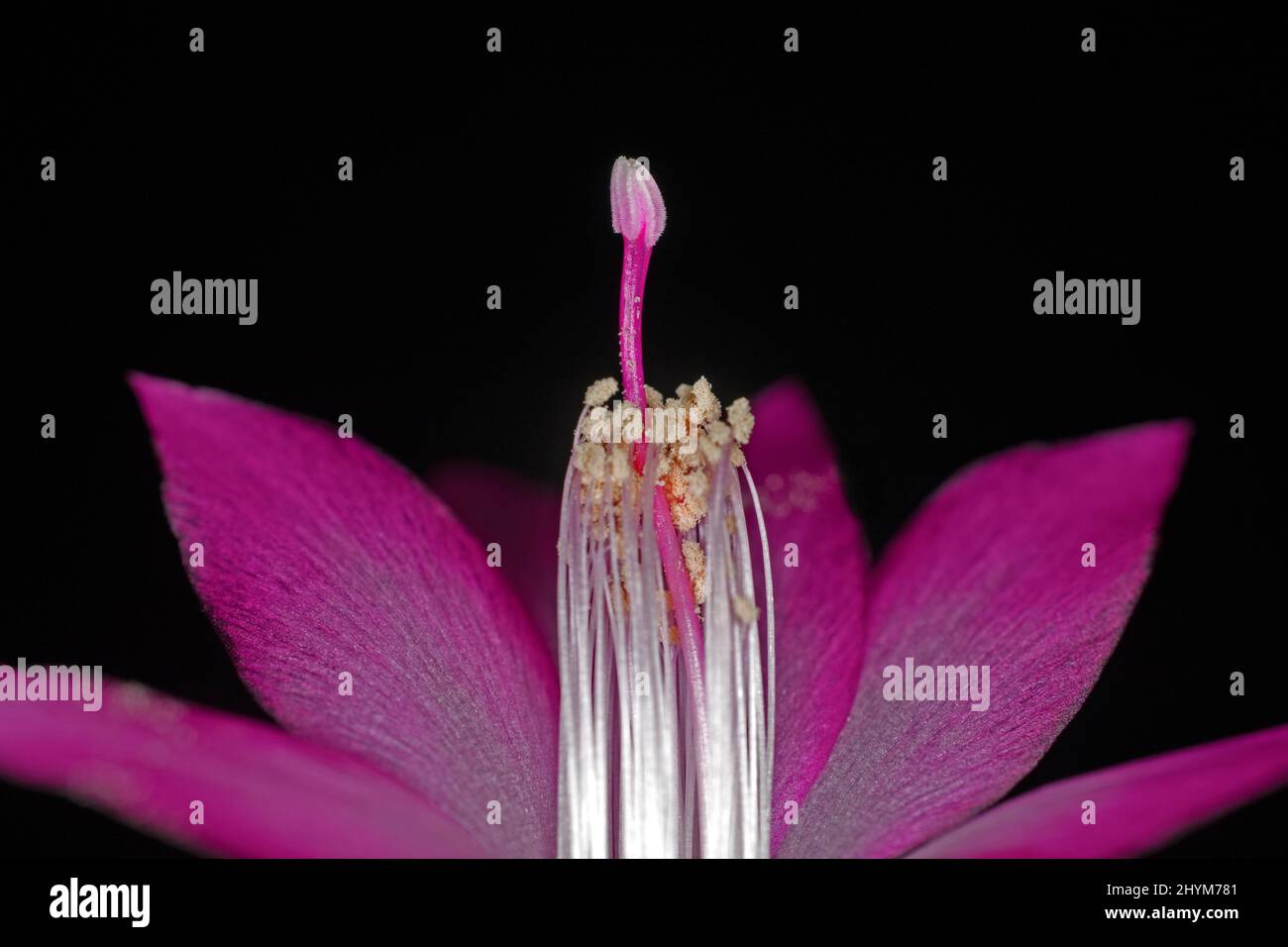 Fiore rosso di una Schlumbergera con pistil Foto Stock