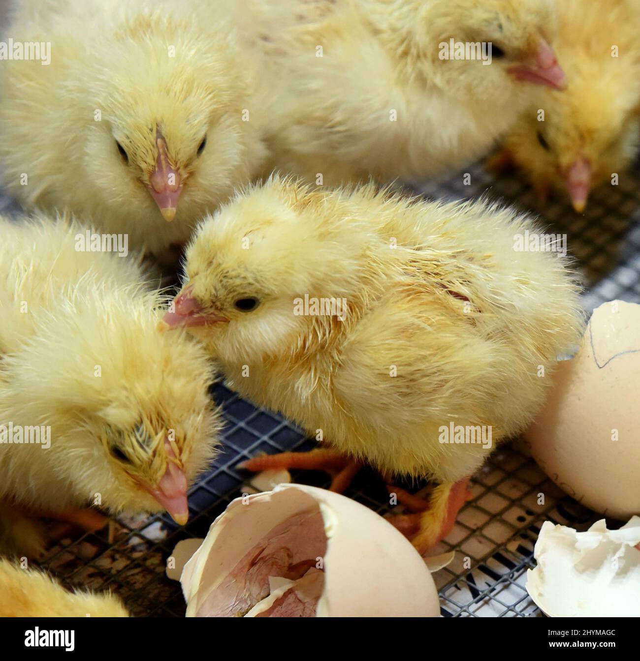 Kerbl Mangiatoia Per Pollame Con Piedini – 2,4L / 4,8L / 9,6L / 14,4L – Per Galline, Pulcini E Anatre – Uso Esterno - 2