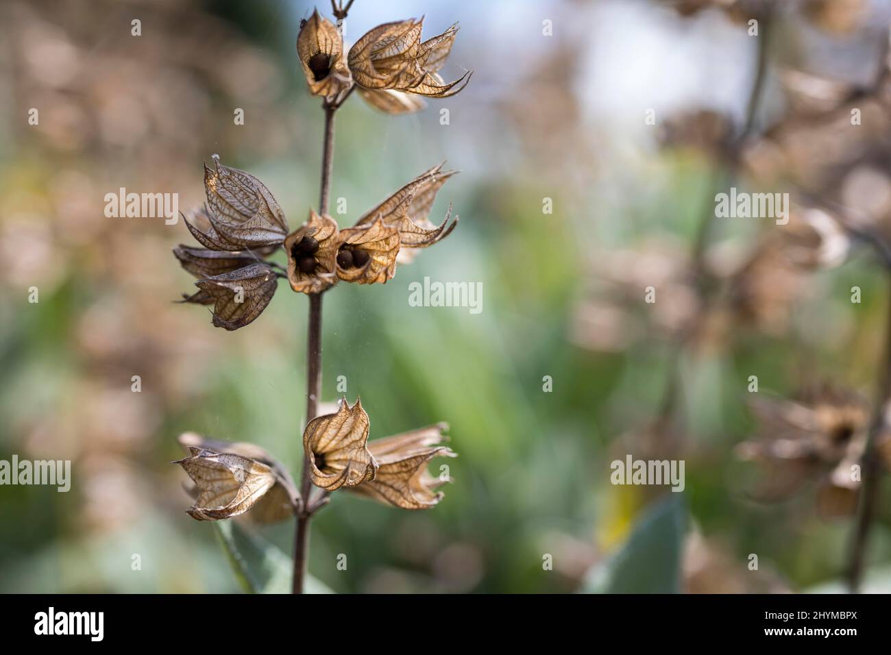 Salvia comune (Salvia officinalis), sementi mature sulla pianta, Sassonia, Germania Foto Stock