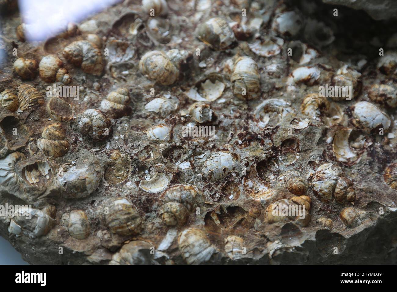 Municipio di Neu-Ulm, raccolta geologica, rocce, lumache d'acqua dolce (Viparus suevicus), fossili, Neu-Ulm, Baviera, Germania Foto Stock