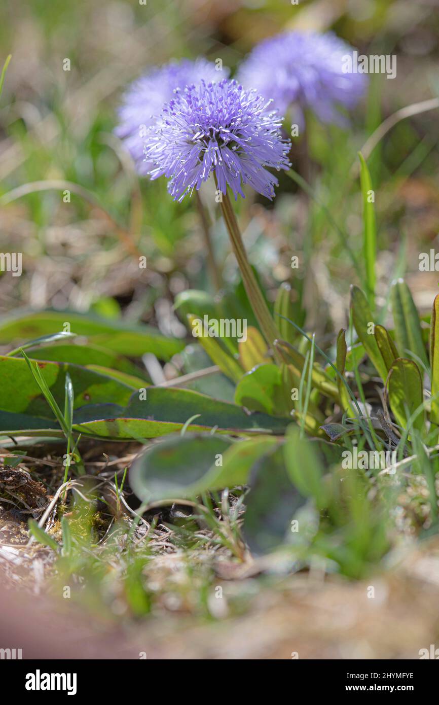 Margherita globo (Globularia nudicaulis), fioritura, Germania, Baviera Foto Stock