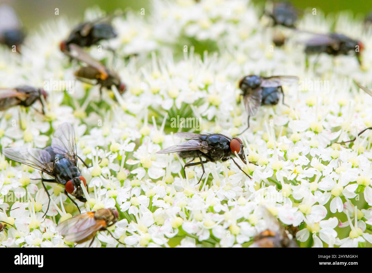 Flesh fly (Sarcophaga spec.), Flesh vola su un umbelifer fiorente, Germania Foto Stock