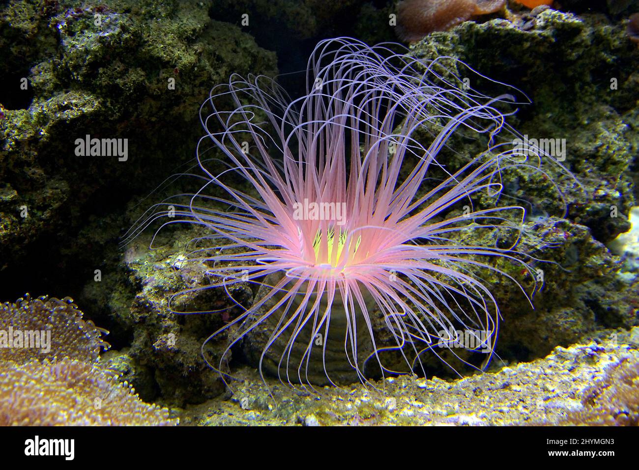 Ceriantidi, anemoni cilindrici (Cerianthus spec.), antozoi rosa Foto Stock