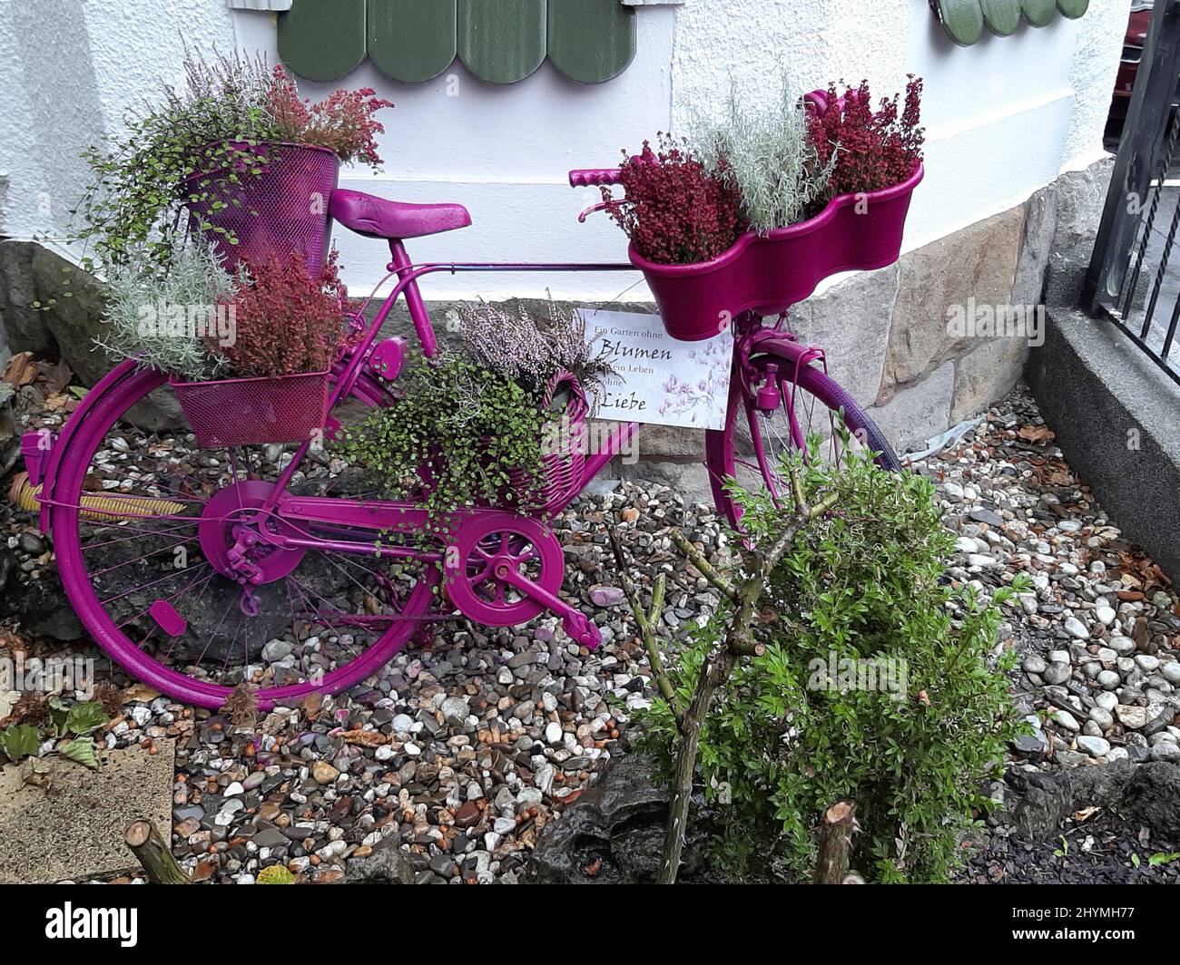 Design artistico giardino, bici viola con decorazione floreale nel giardino anteriore, Germania Foto Stock