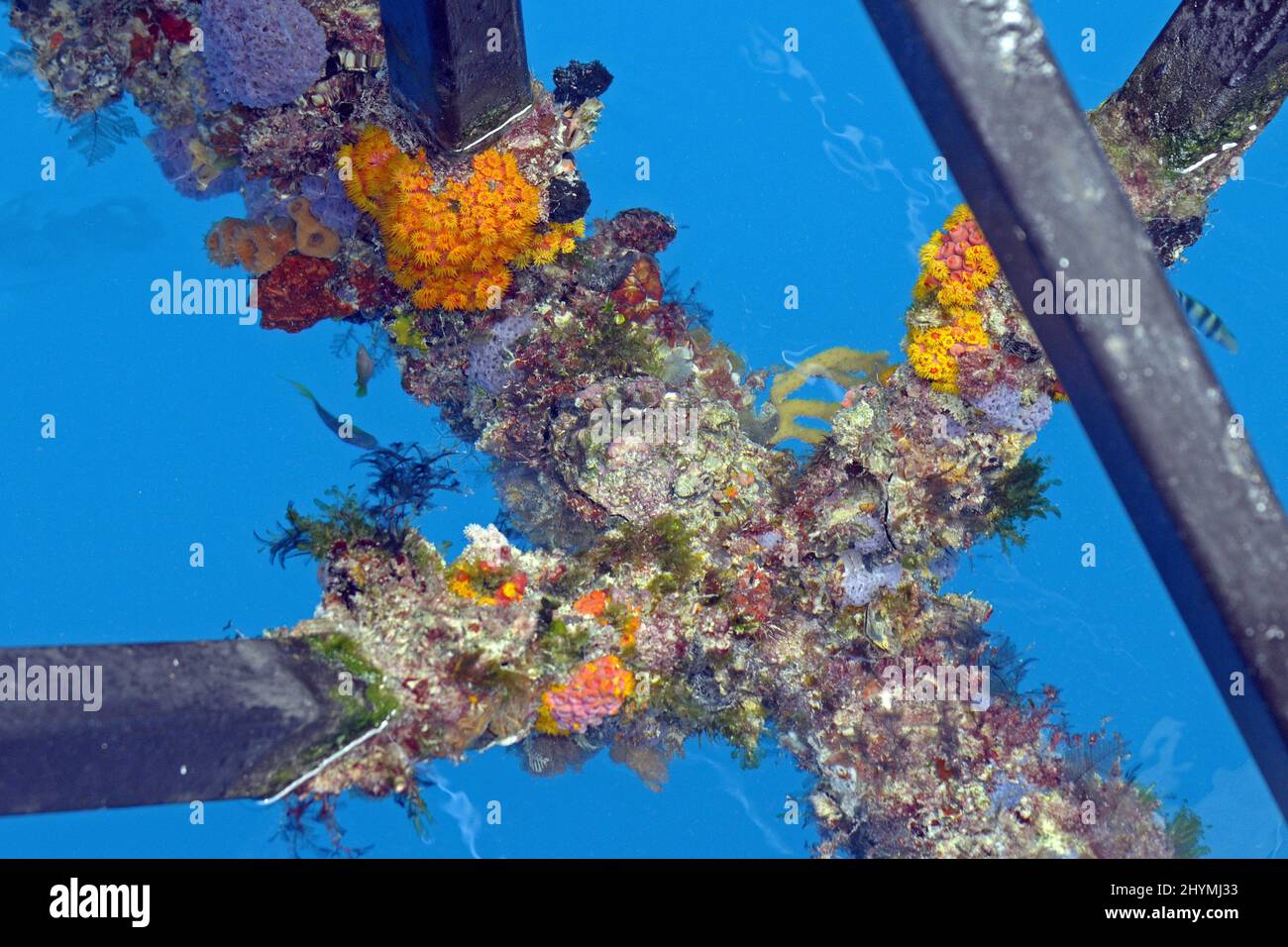 Madripori, spugne e alghe di nuova produzione sulle staffe di una stazione di immersione nella Grande barriera Corallina, Australia Foto Stock