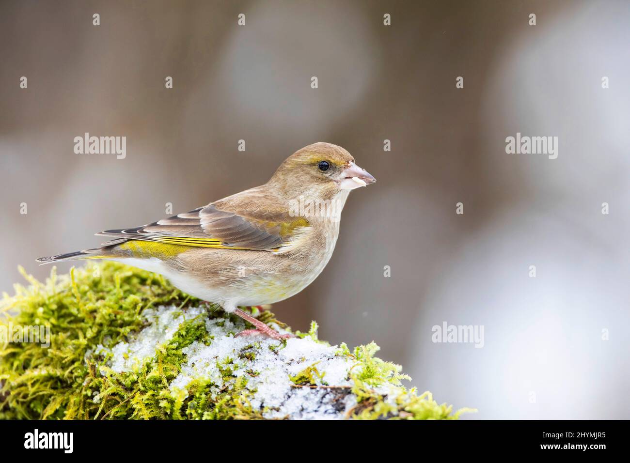 Verdfinch occidentale (Carduelis chloris, Chloris chloris), femmina, Germania, Baviera Foto Stock