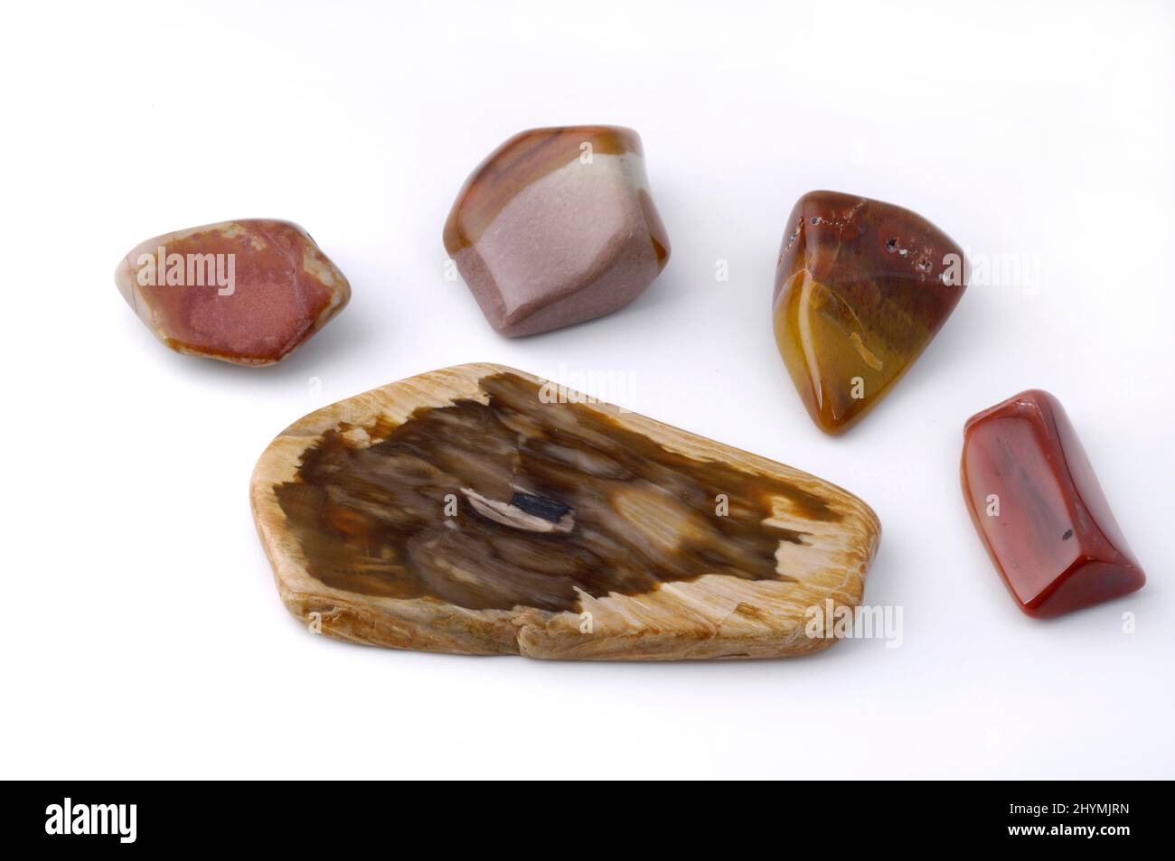 legno fossilizzato, tagli Foto Stock