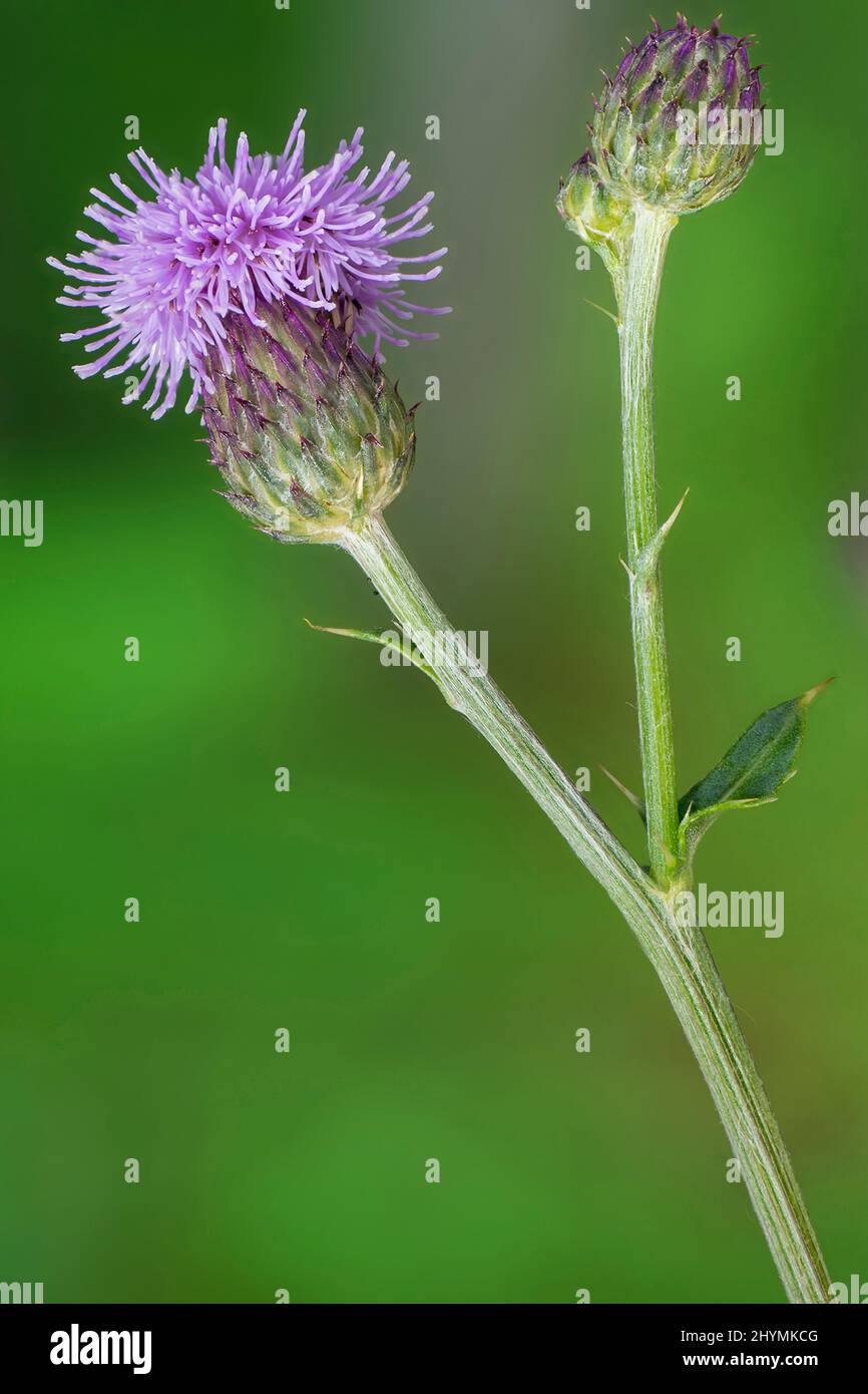 Cardo canadese, cardo strisciante (Arvense Cirsium), testa di fiore e germoglio, Germania, Baviera Foto Stock