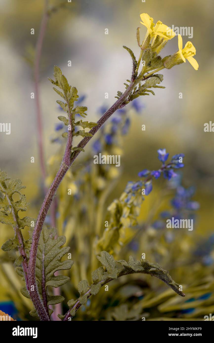 Senape del cane, razzo peloso, dogmustard comune (Erucatum gallicum), fioritura, Germania, Baviera Foto Stock