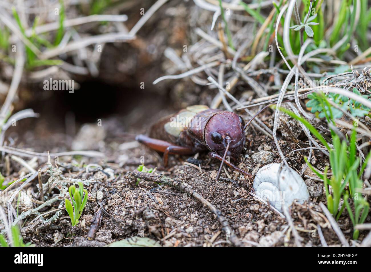 Campo di cricket (Gryllus campestris), alla den, Austria Foto Stock