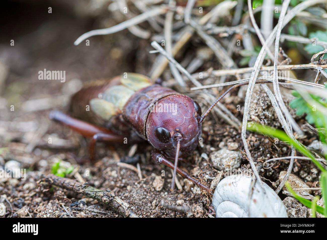 Campo di cricket (Gryllus campestris), alla den, Austria Foto Stock