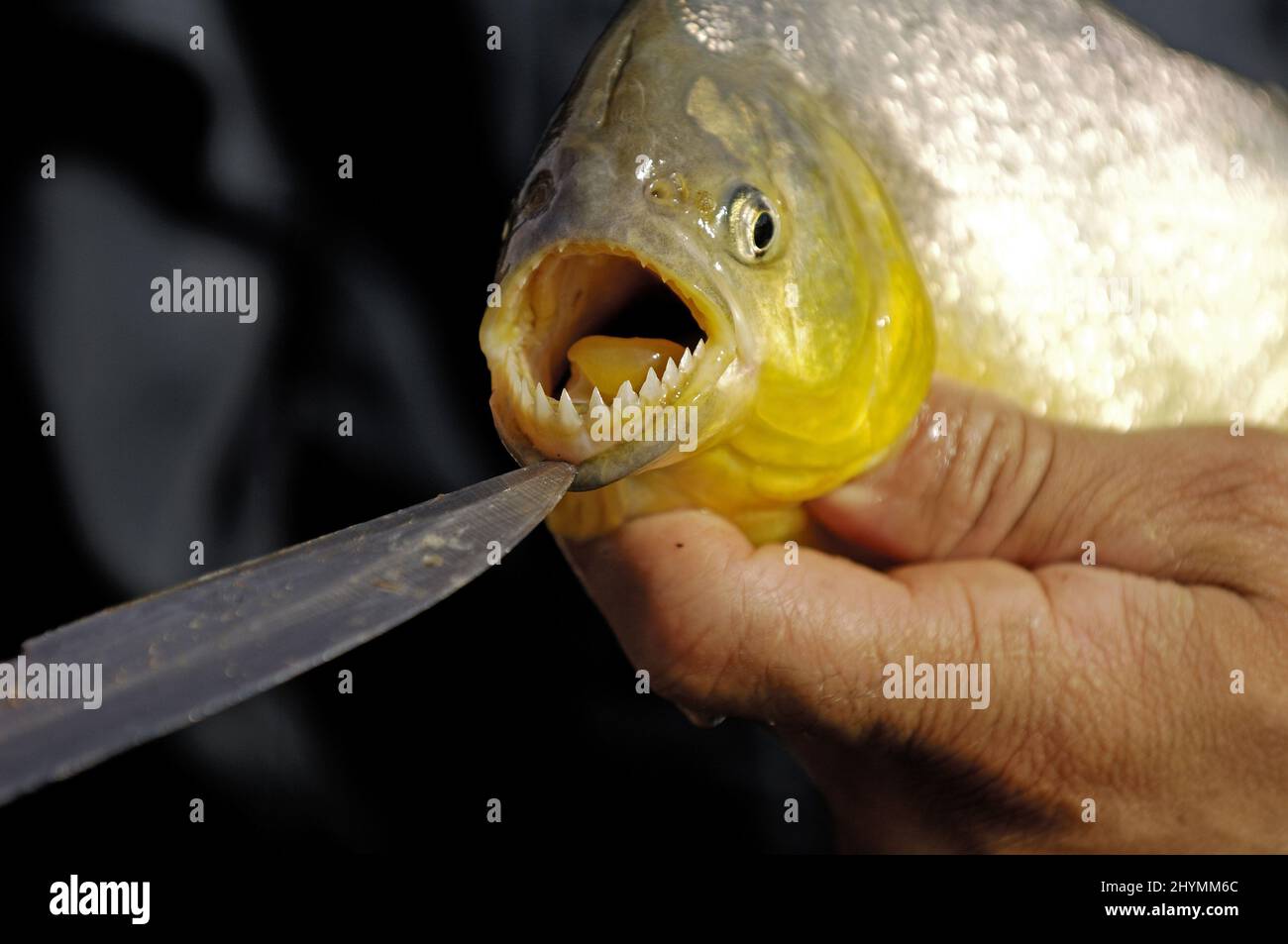piranha (Serrasalmus piraya), bocca aperta con denti molto affilati, Brasile Foto Stock
