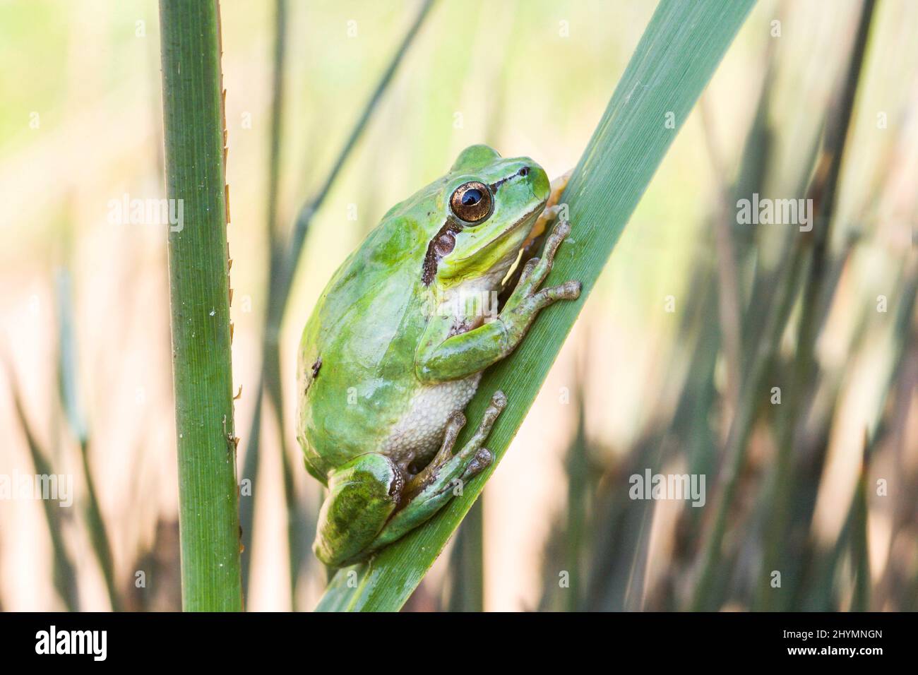 Trefrog striato, trefrog mediterraneo (Hyla meridionalis), siede su una foglia, Spagna, Katalonia Foto Stock