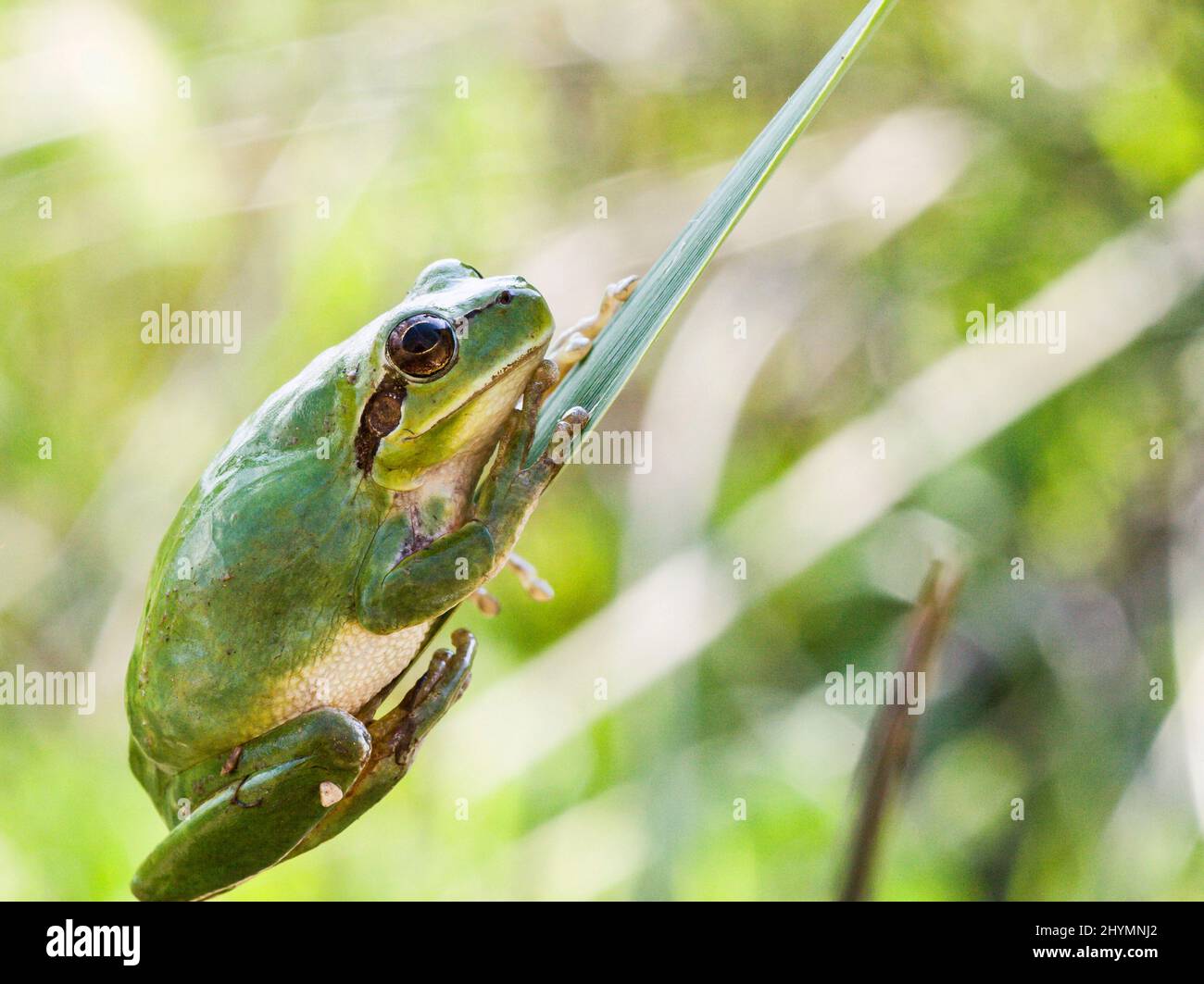 Trefrog striato, trefrog mediterraneo (Hyla meridionalis), siede su una foglia, Spagna, Katalonia Foto Stock