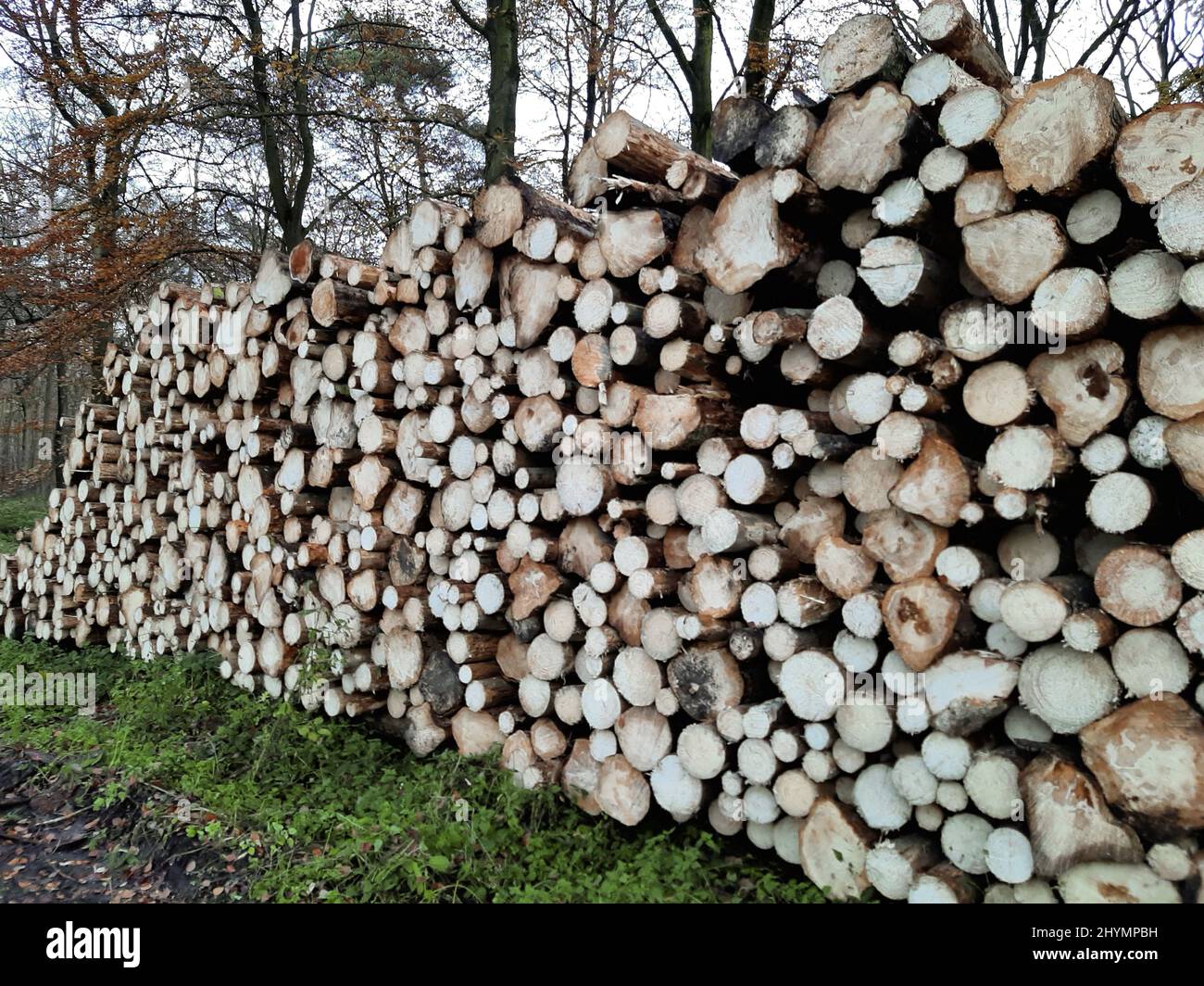 Pali di legno con tronchi di diverse età , Germania Foto Stock