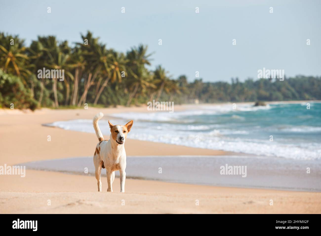 Solitario cane randagio a piedi su idilliaca spiaggia di sabbia con palme. Bella costa in Sri Lanka. Foto Stock