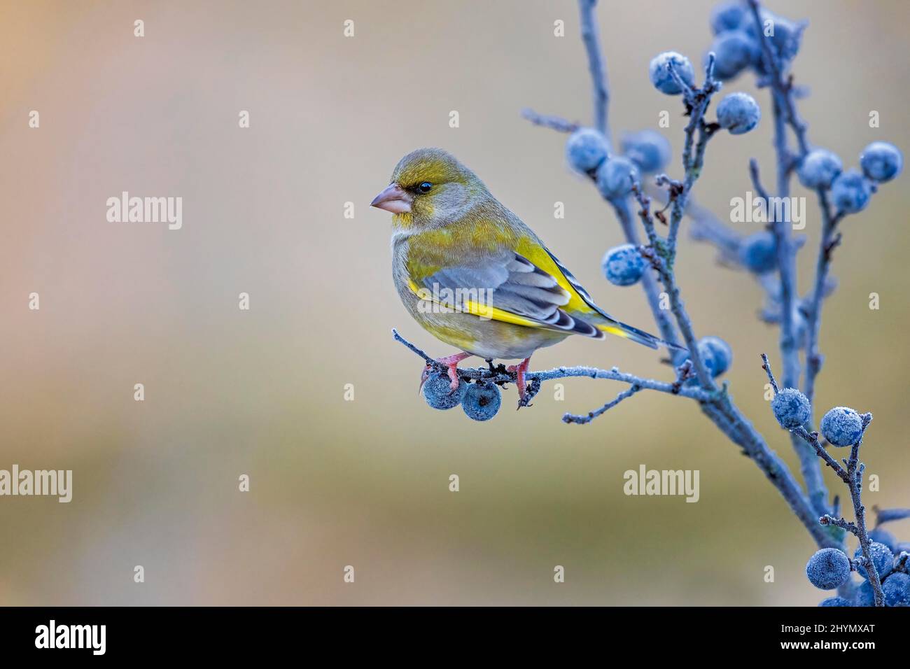 Verdfinch europeo (Chloris chloris) femmina che riposa su nero gelido, gelo, inverno, songbird, Riserva della Biosfera dell'Elba centrale, Sassonia-Anhalt Foto Stock