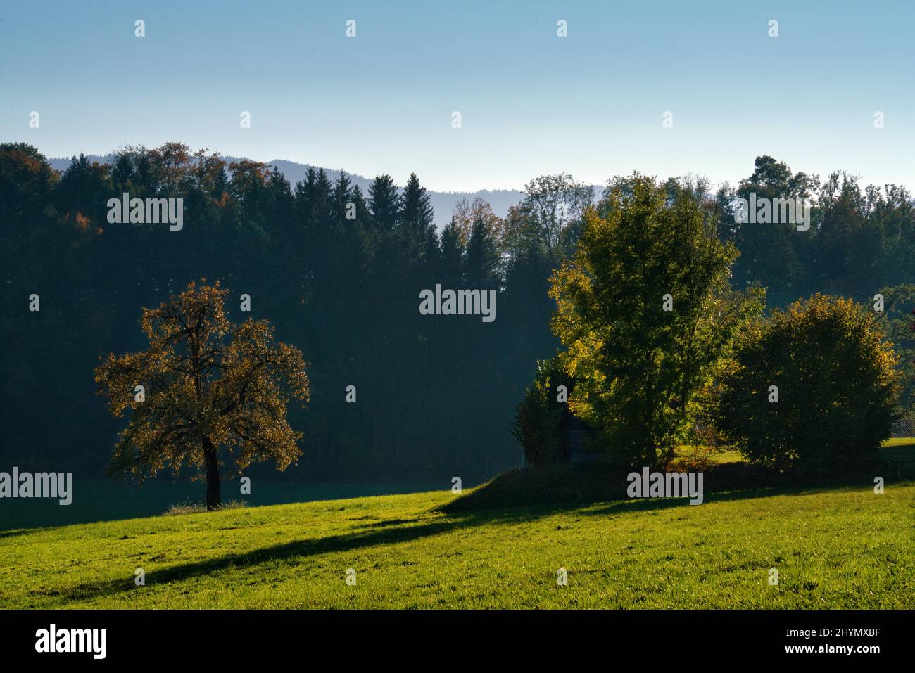 Atmosfera di sole in campagna, Wolfhausen, Svizzera Foto Stock