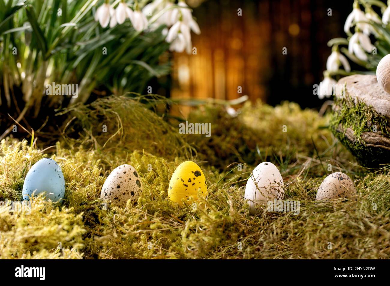 Saluto di Pasqua. Quail uova di colore in fila su muschio nella foresta di primavera con la prima bella fiore bianco nevicate fiori nella foresta selvaggia sullo sfondo. E Foto Stock