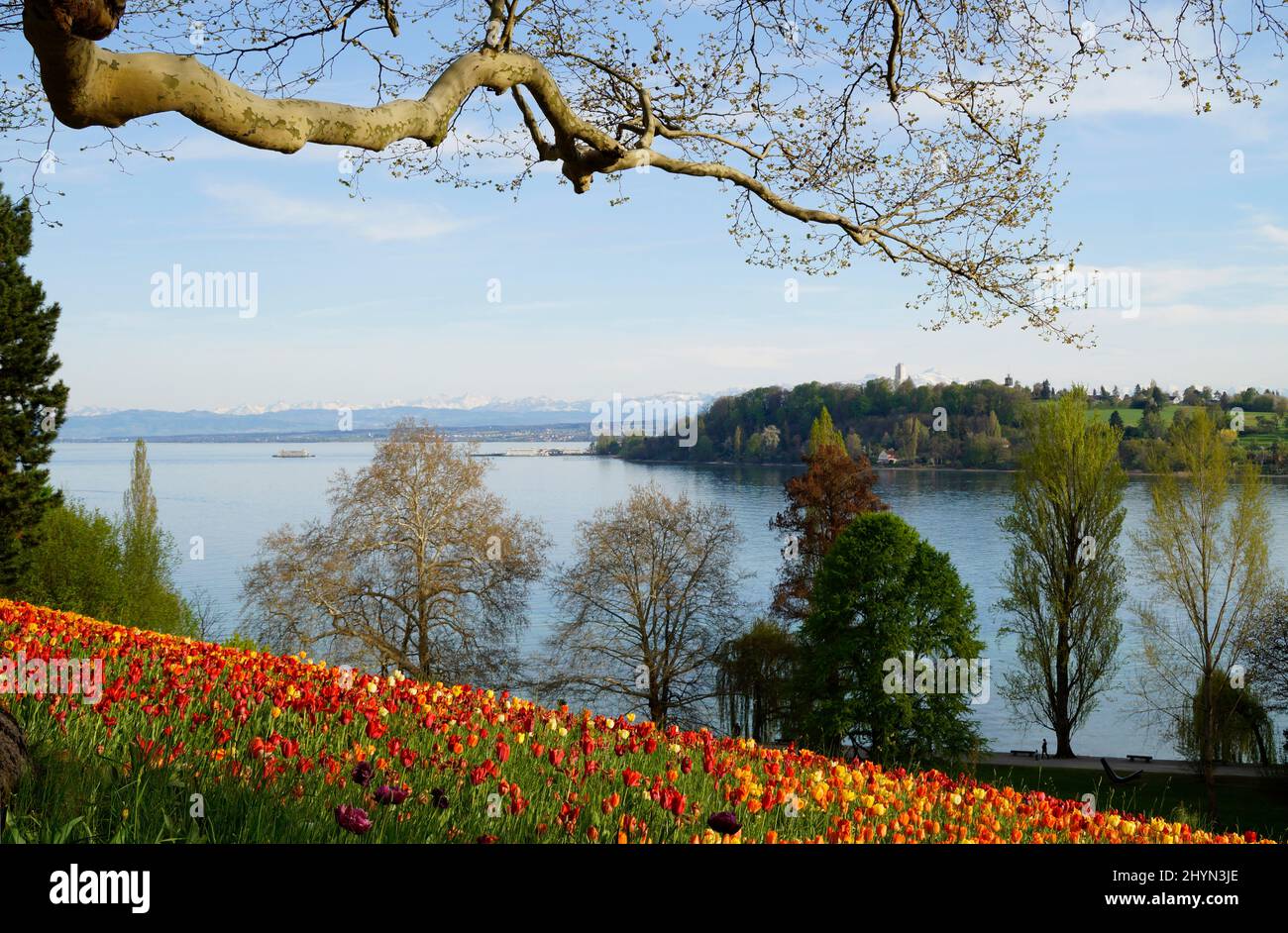 Un bel prato di primavera pieno di tulipani colorati sull'isola dei fiori di Mainau con il lago di Costanza (Bodensee) sullo sfondo (Germania) Foto Stock