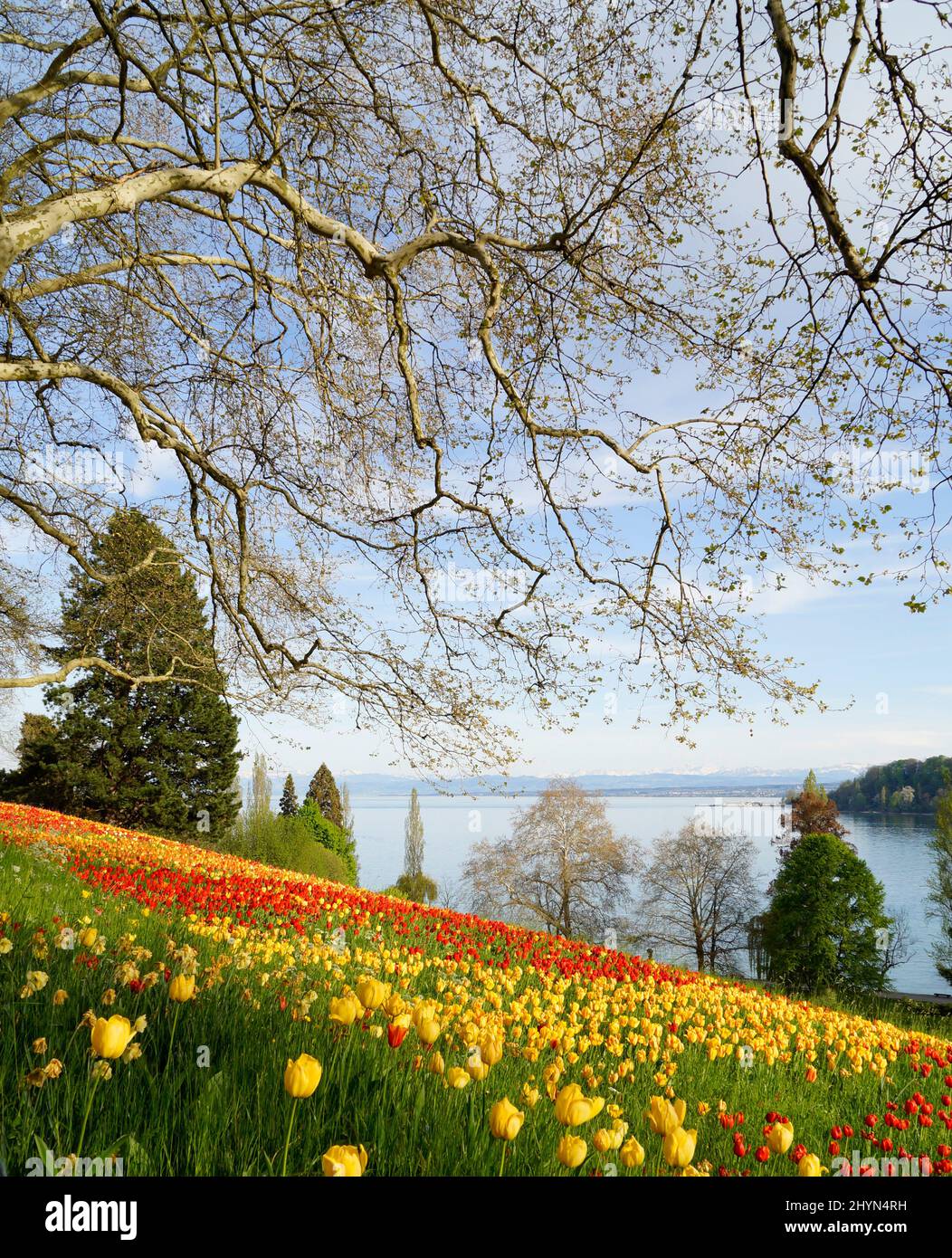 Un bel prato di primavera pieno di tulipani colorati sull'isola dei fiori di Mainau con il lago di Costanza (Bodensee) sullo sfondo (Germania) Foto Stock