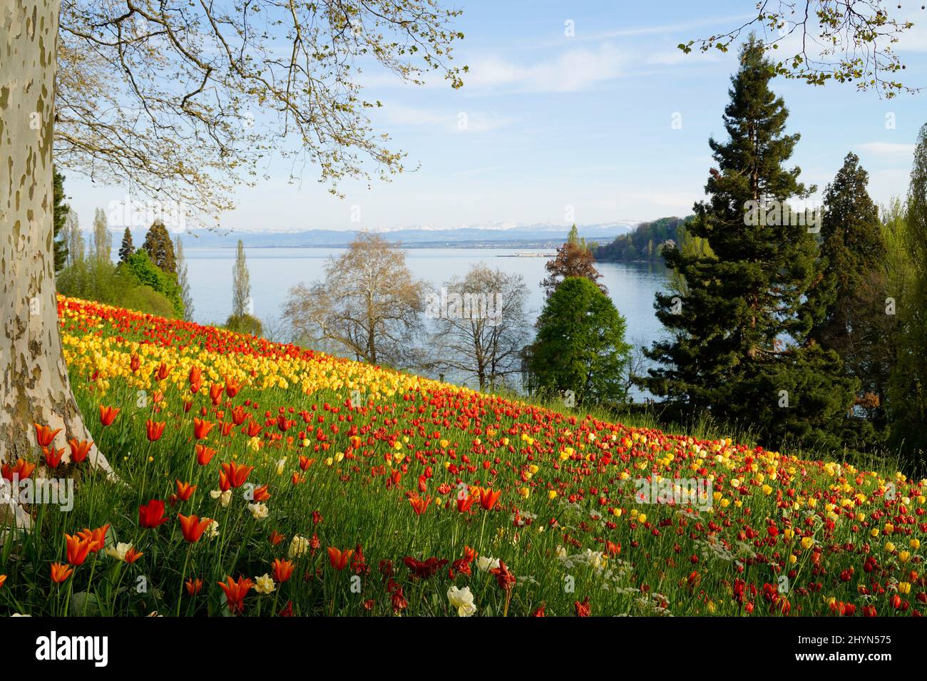 Un bel prato di primavera pieno di tulipani colorati sull'isola dei fiori di Mainau con il lago di Costanza (Bodensee) sullo sfondo (Germania) Foto Stock