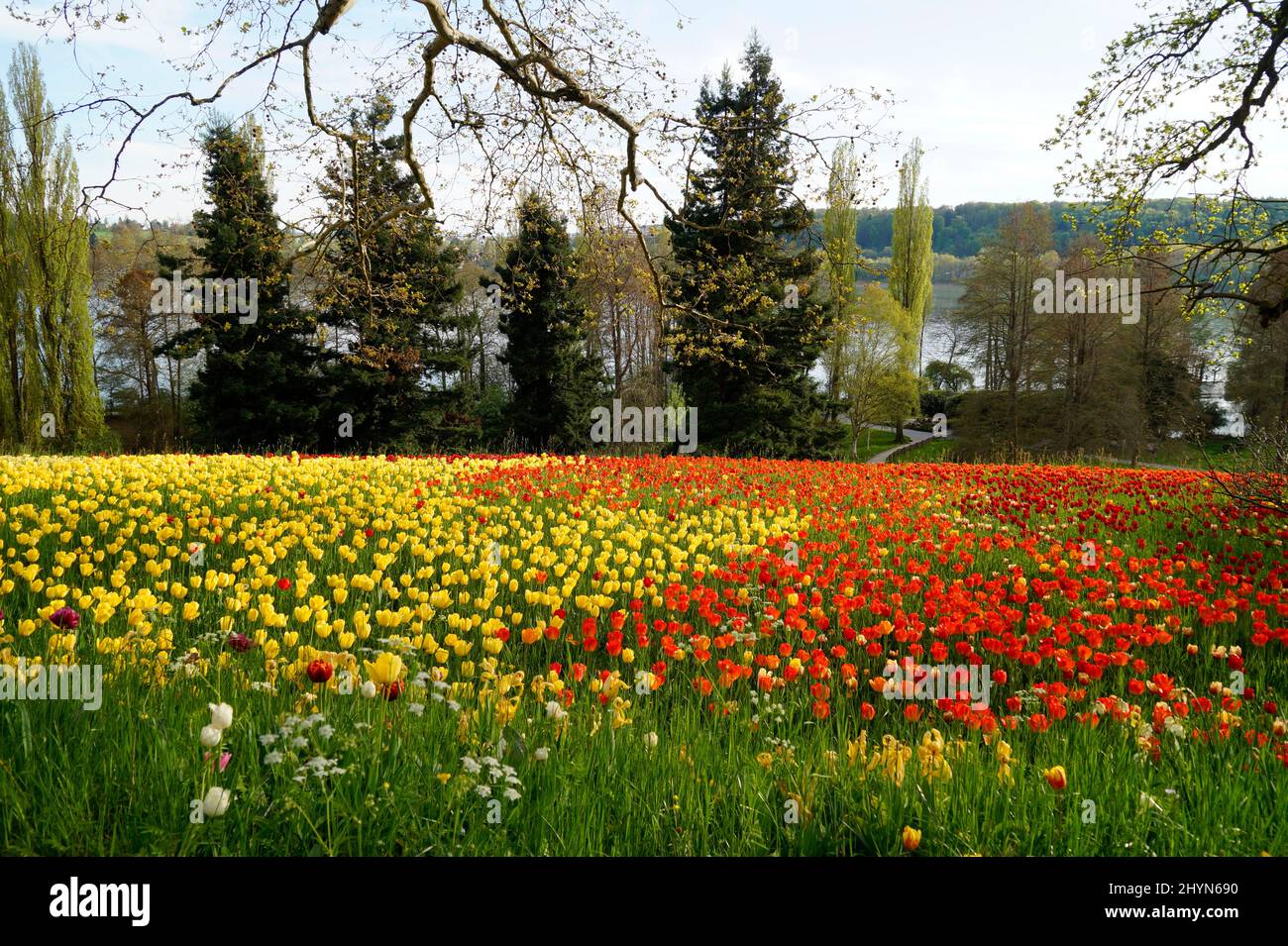 Un bel prato di primavera pieno di tulipani colorati sull'isola dei fiori di Mainau con il lago di Costanza (Bodensee) sullo sfondo (Germania) Foto Stock