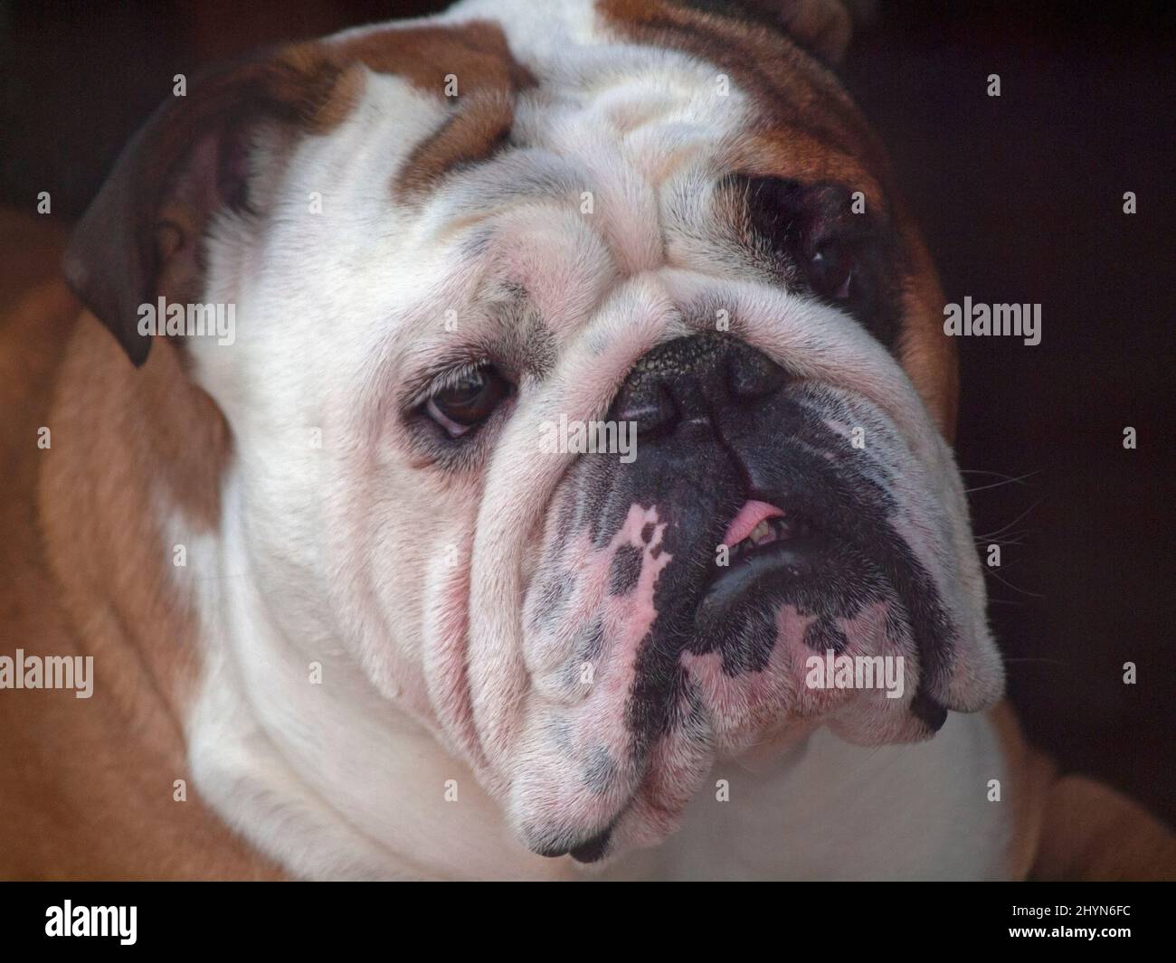 Il triste volto di un Bulldog britannico Foto Stock