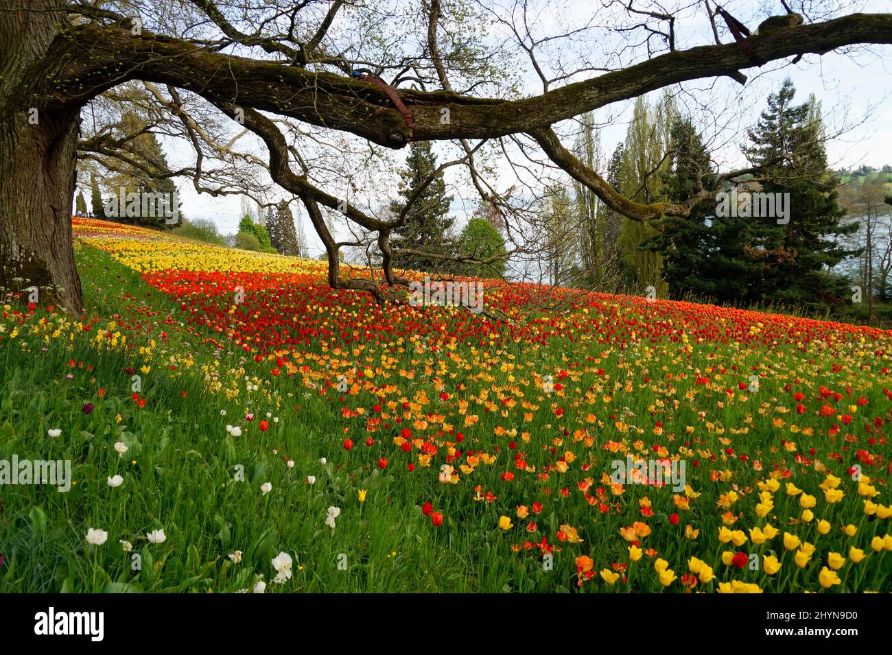 Un bel prato di primavera pieno di tulipani colorati sull'isola dei fiori di Mainau con il lago di Costanza (Bodensee) sullo sfondo (Germania) Foto Stock