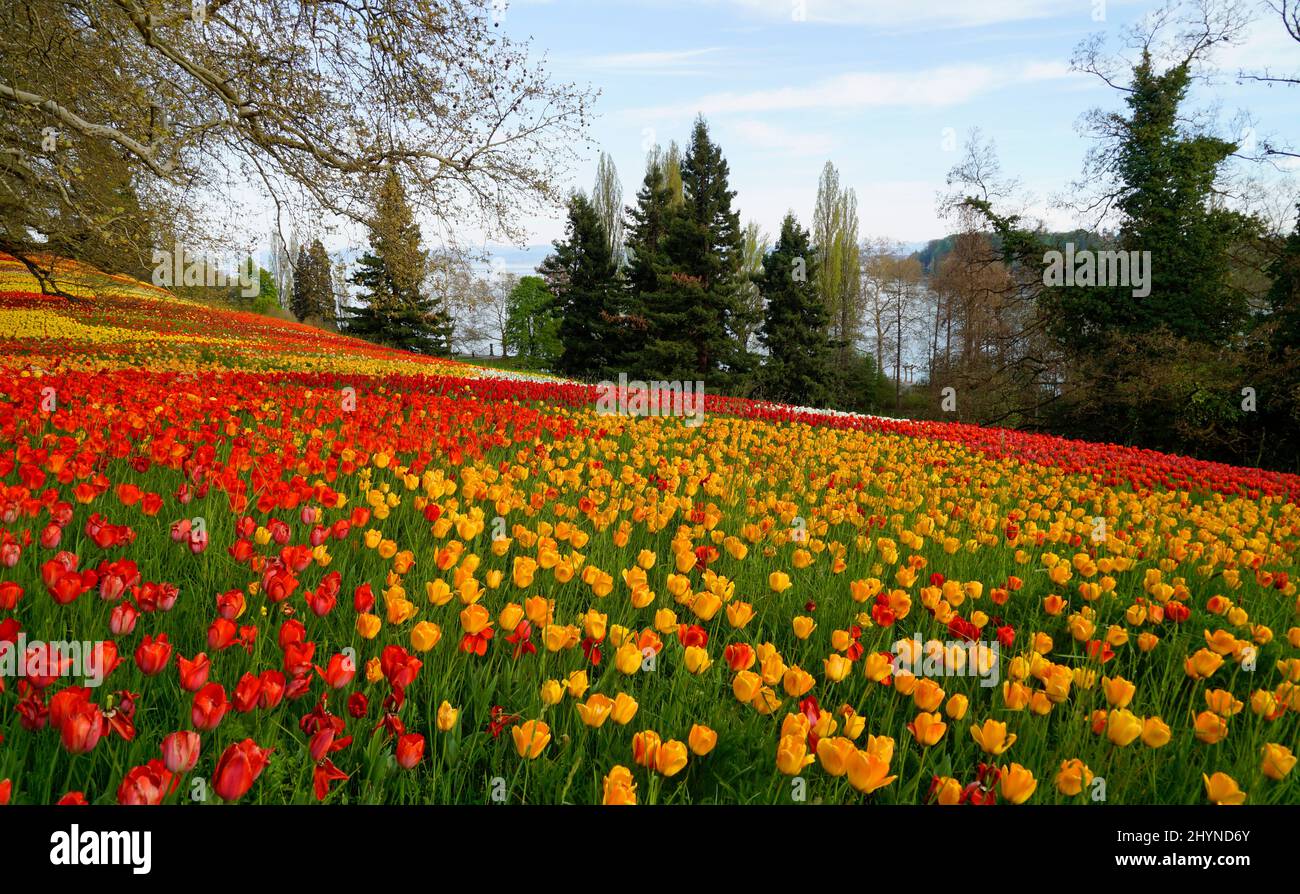 Un bel prato di primavera pieno di tulipani colorati sull'isola dei fiori di Mainau con il lago di Costanza (Bodensee) sullo sfondo (Germania) Foto Stock