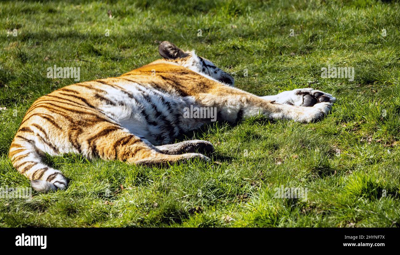 Vista naturale di una tigre amur adagiata su erba verde Foto Stock