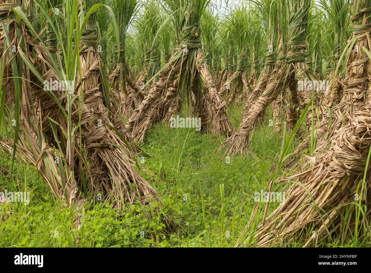 Campo di canna da zucchero. Fila su fila di canna da zucchero. Lo zucchero delizioso è fatto di canna da zucchero. Foto Stock