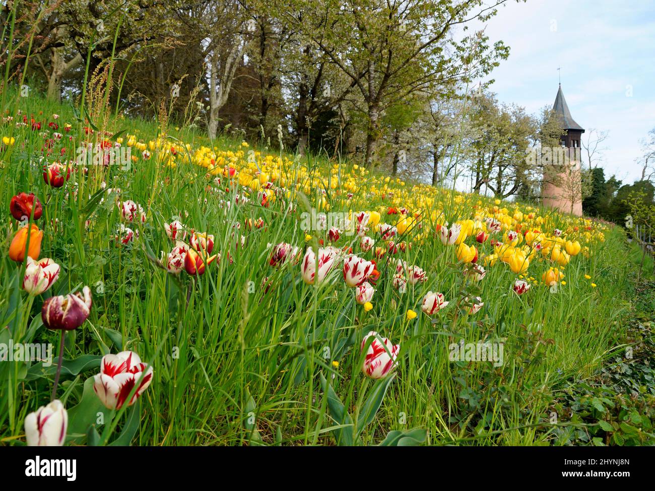 Un lussureggiante prato di primavera pieno di tulipani colorati sull'Isola dei Fiori Mainau in una giornata di aprile soleggiato con le Alpi tedesche sullo sfondo (lago di Costanza o Bo Foto Stock