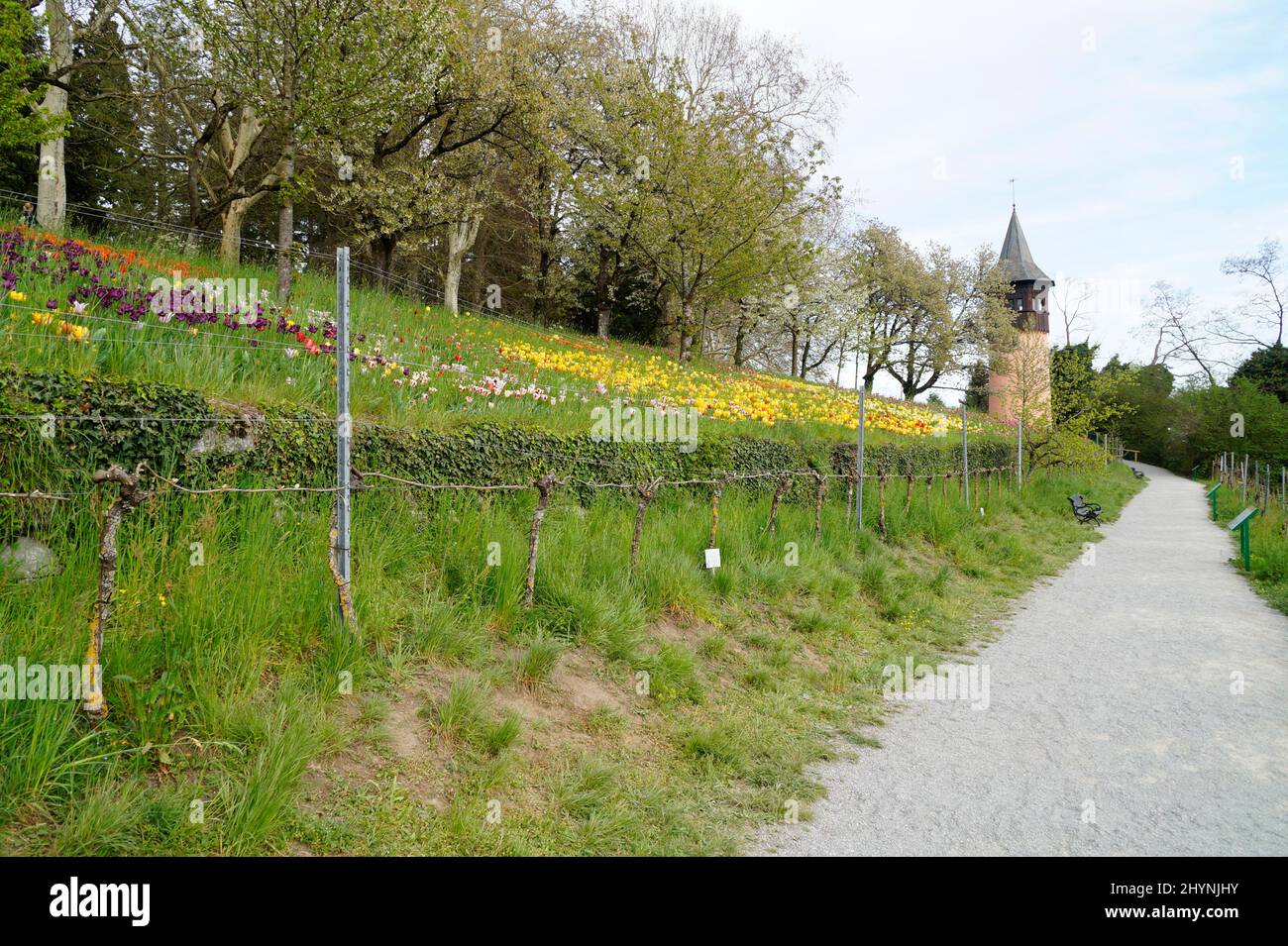 Un lussureggiante prato di primavera pieno di tulipani colorati sull'Isola dei Fiori Mainau in una giornata di aprile soleggiato con le Alpi tedesche sullo sfondo (lago di Costanza o Bo Foto Stock