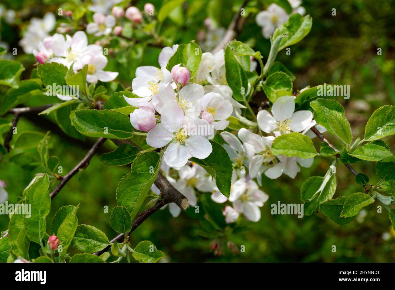 alberi di mele in piena fioritura in una bella giornata di aprile sul lago Bodensee o sul lago di Costanza (Lago di Costanza, Germania) Foto Stock