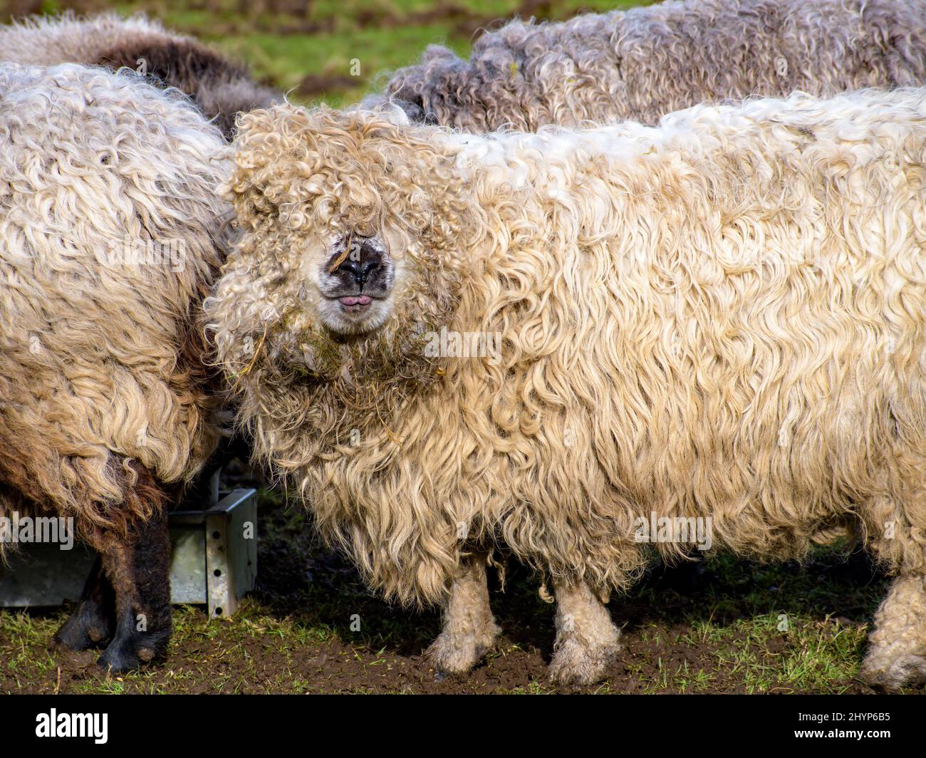 Un gruppo di pecore lanose pascolano in un prato verde. Sorriso felice su Pretty Face, con la concentrazione Sharp. Foto Stock