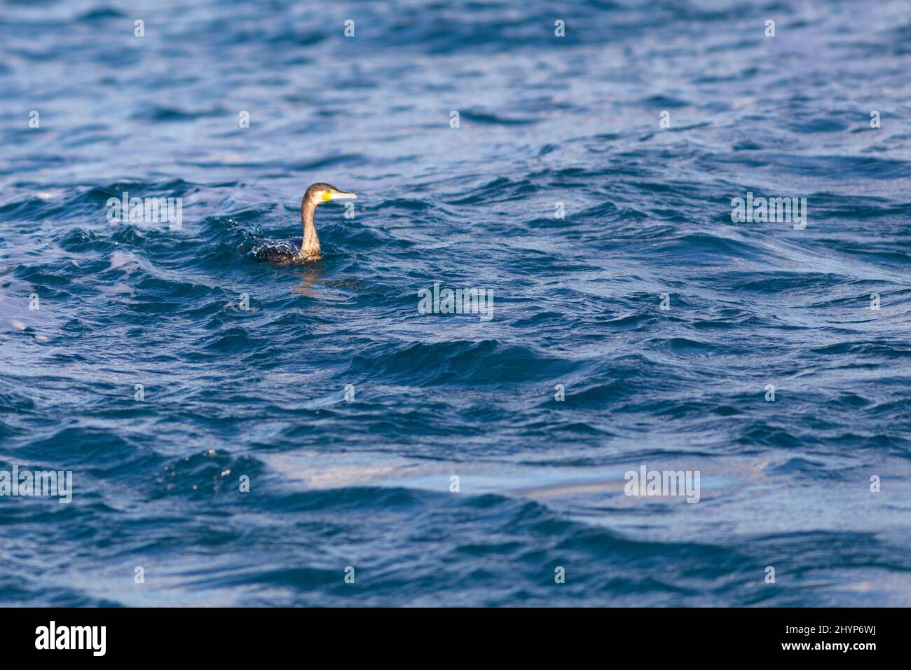 Grande cormorano (Phalacrocorax carbo) nuotare da solo nel Mar Mediterraneo Foto Stock