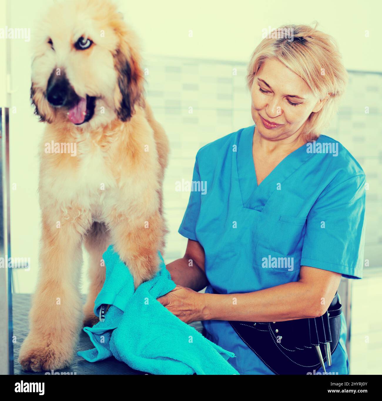 donna matura parrucchiera panni cucciolo di cane afghano in parrucchiere per cani Foto Stock